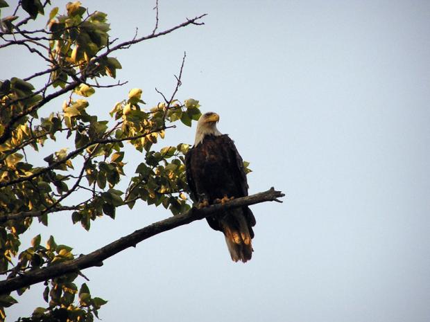 Bald Eagle2