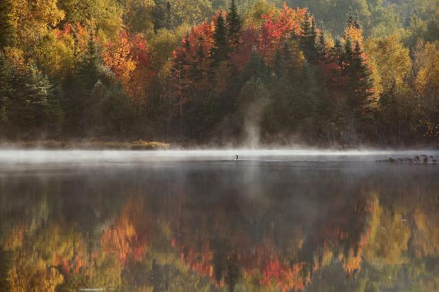 Loon on a misty Fall morning