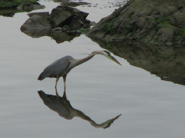 heron