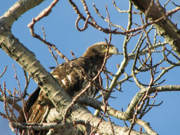 osprey looking